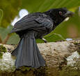 Drongo du Sri Lanka