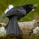 Drongo du Sri Lanka