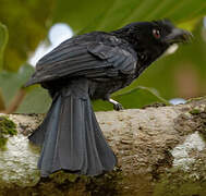 Sri Lanka Drongo