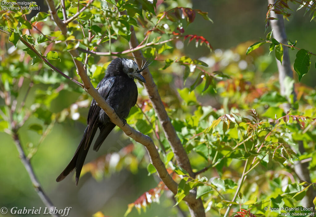 Drongo malgachejuvénile