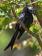 Drongo malgache