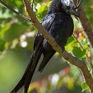 Drongo malgache