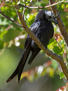 Crested Drongo