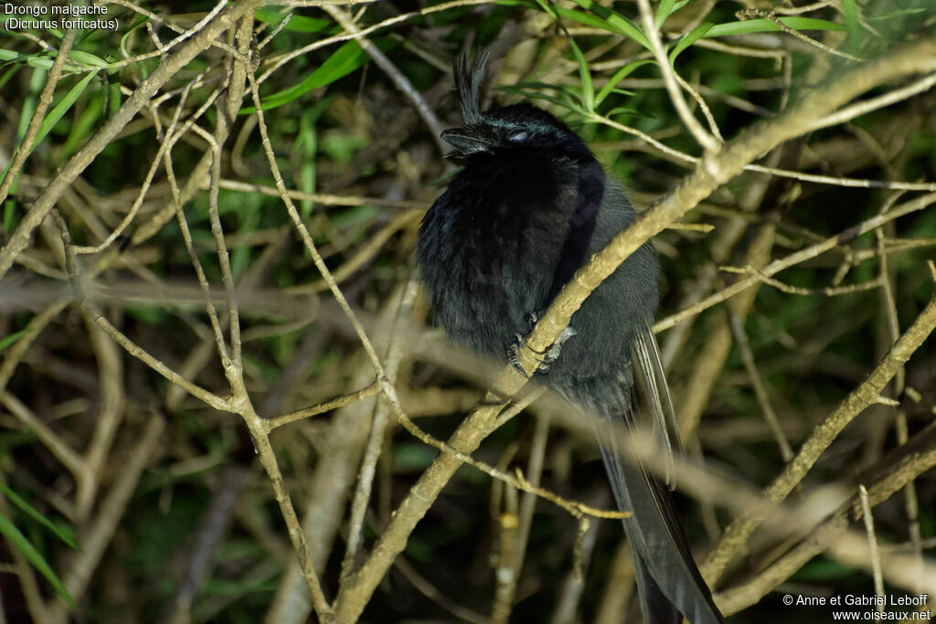 Crested Drongo