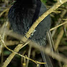 Drongo malgache