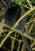 Crested Drongo