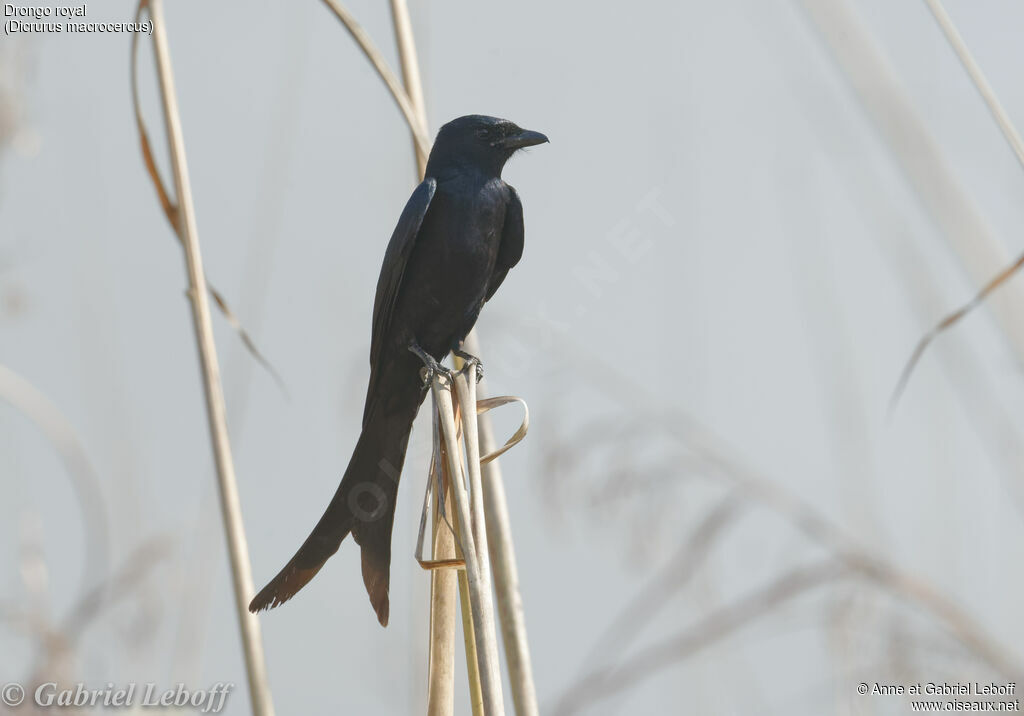 Black Drongo