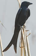 Black Drongo