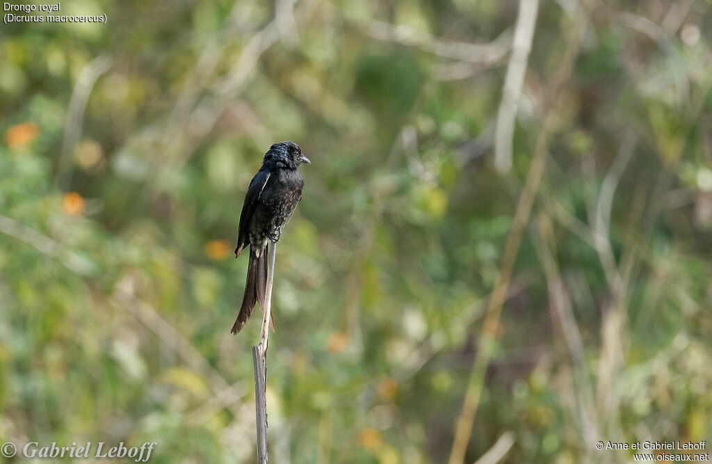 Black Drongo