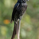 Drongo royal