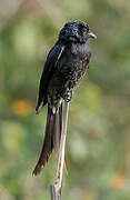 Drongo royal