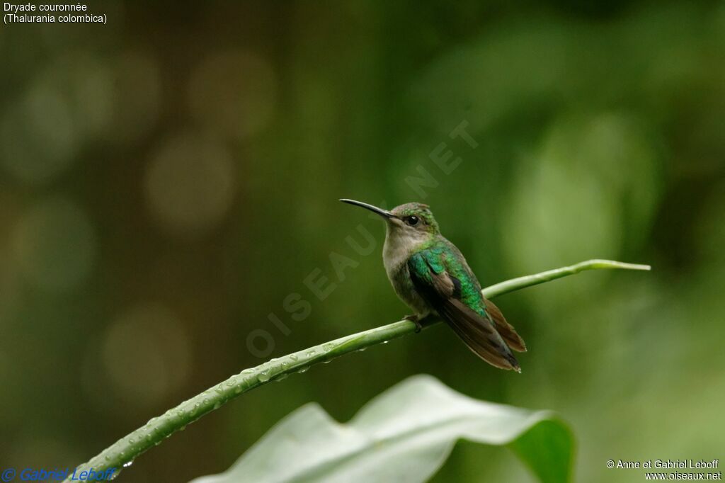 Crowned Woodnymph female adult