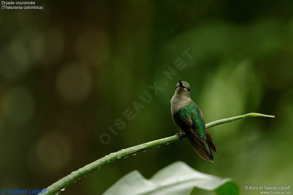 Crowned Woodnymph female adult