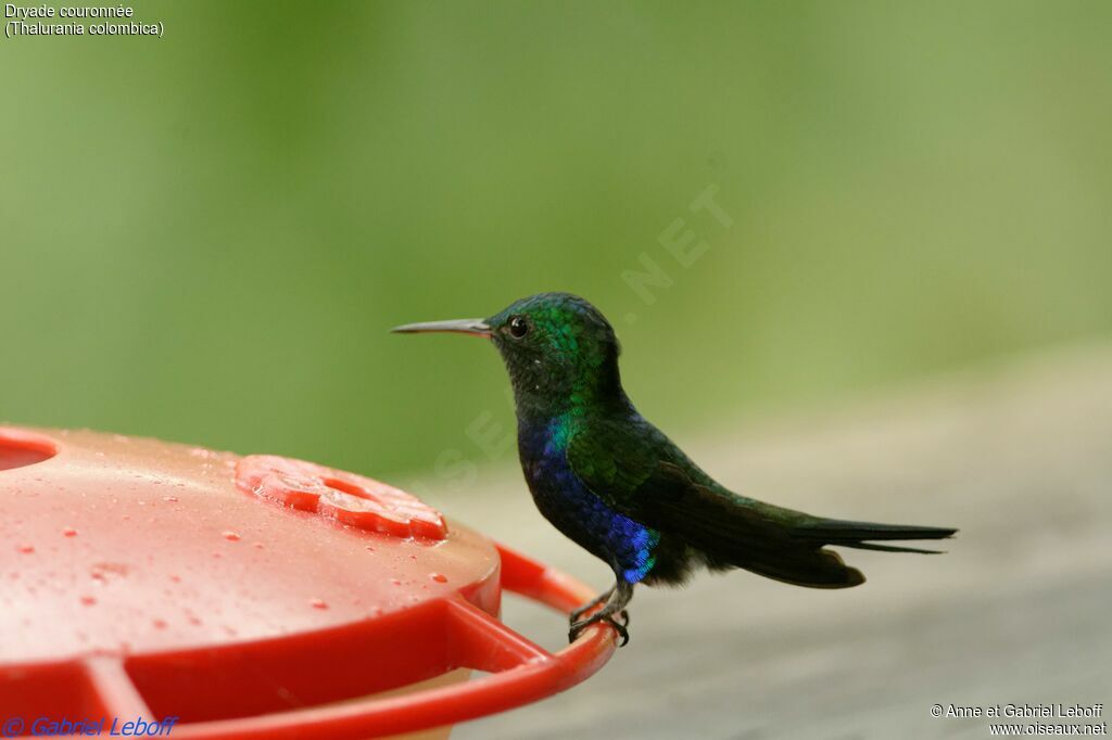 Crowned Woodnymph male adult