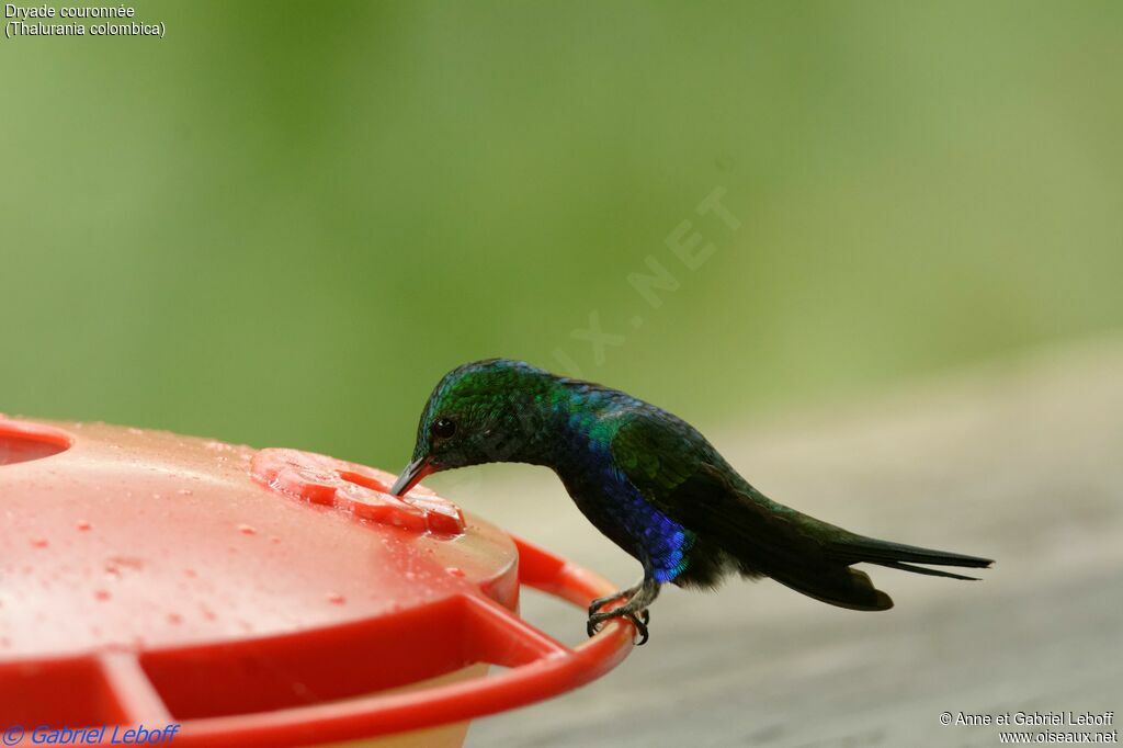 Crowned Woodnymph male adult