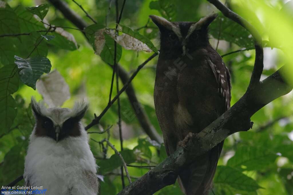 Crested Owl, pigmentation