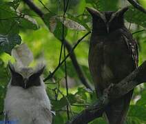 Crested Owl