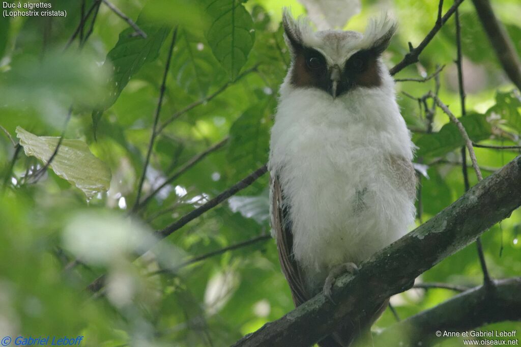 Crested Owlsubadult