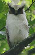 Crested Owl