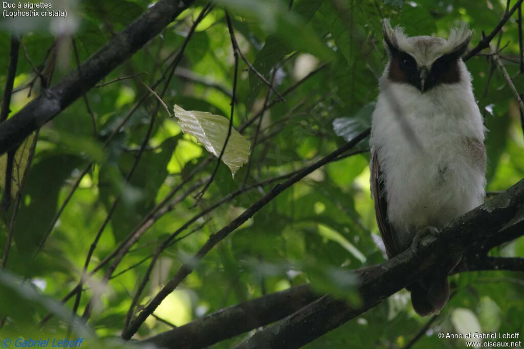 Crested Owlsubadult