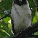 Duc à aigrettes