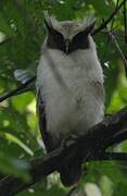 Crested Owl