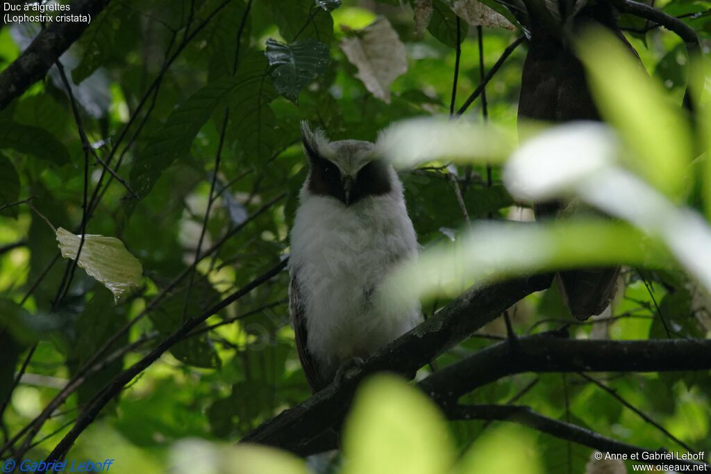 Crested Owljuvenile