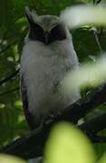 Crested Owl