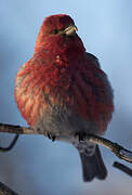 Pine Grosbeak