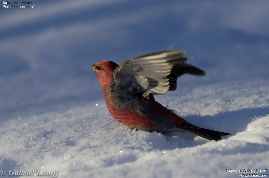 Pine Grosbeak male