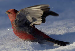 Pine Grosbeak