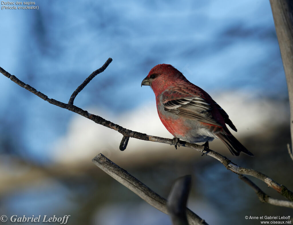 Pine Grosbeak male