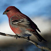 Pine Grosbeak