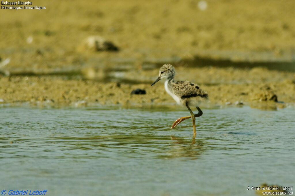 Black-winged Stiltjuvenile