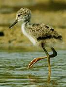 Black-winged Stilt