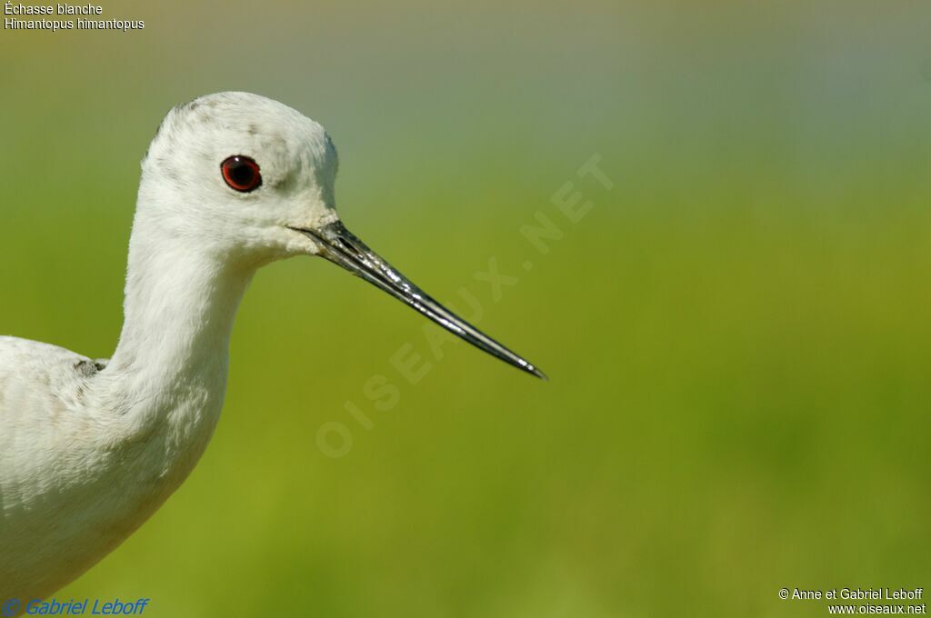 Échasse blancheadulte