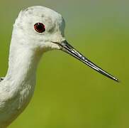 Black-winged Stilt