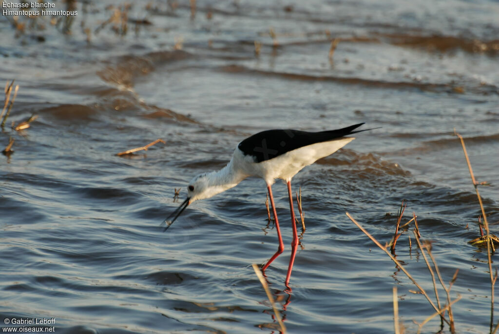 Échasse blanche