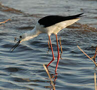 Black-winged Stilt