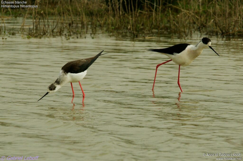 Black-winged Stilt