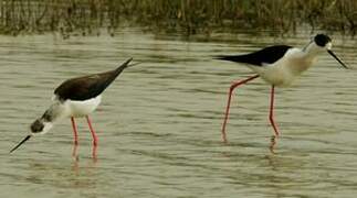 Black-winged Stilt