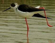 Black-winged Stilt