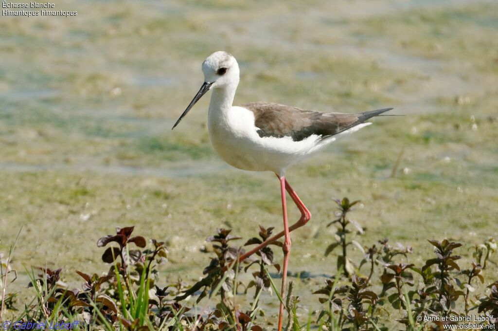 Black-winged Stilt female juvenile