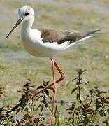 Black-winged Stilt