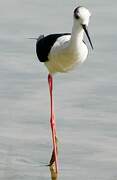 Black-winged Stilt