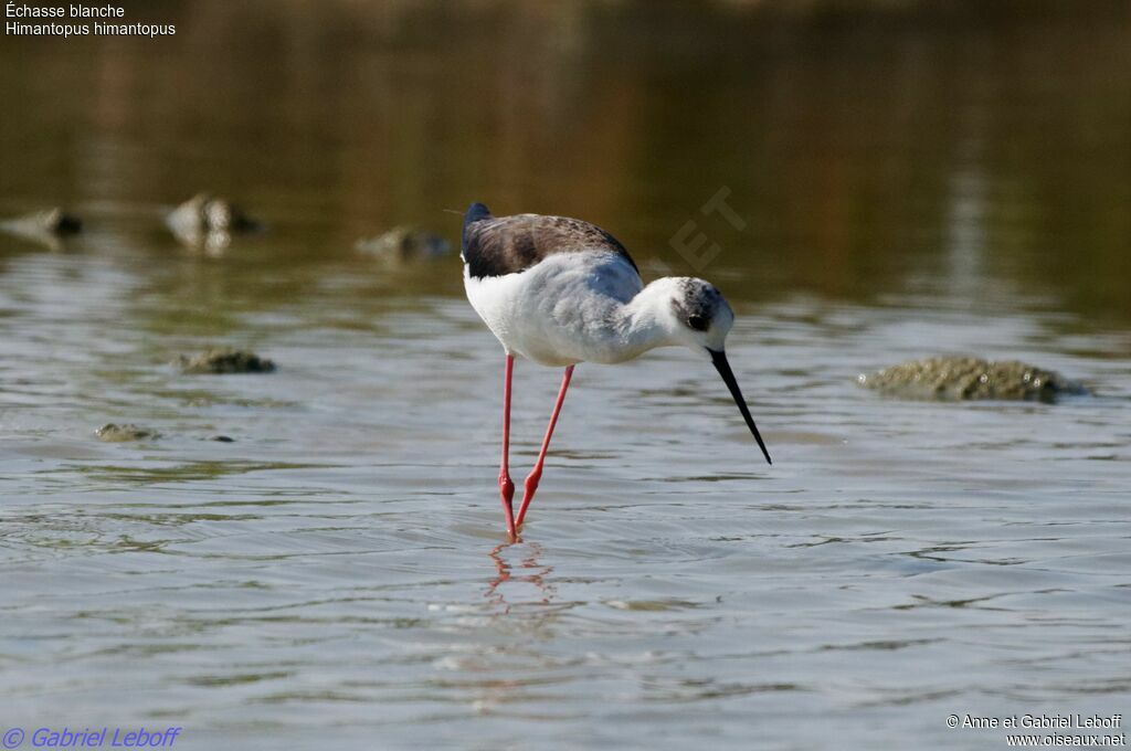 Black-winged Stilt