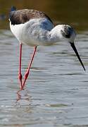 Black-winged Stilt