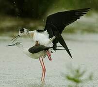 Black-winged Stilt