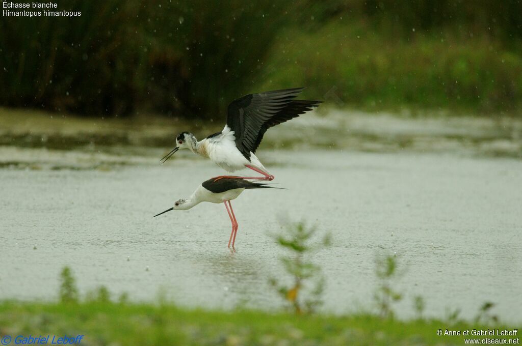 Black-winged Stilt