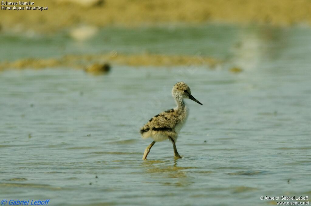 Black-winged Stiltjuvenile